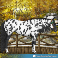 Horse Color:Black Tobiano Near Leopard 