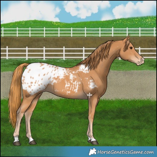 Horse Color:Chestnut Appaloosa