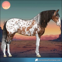 Horse Color:Bay Splash Tobiano Appaloosa  and Gray Bay Splash Tobiano Appaloosa 