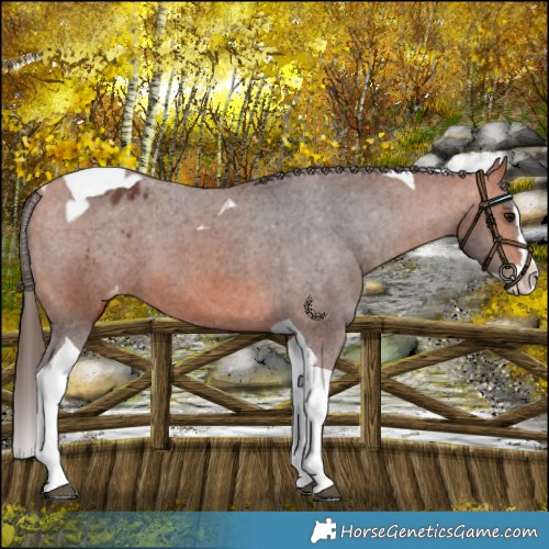 Horse Color:Bay Splash Tobiano Varnish  and Bay Splash Tobiano Varnish 