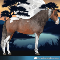 Horse Color:Bay Splash Tobiano Appaloosa and Bay Splash Tobiano Appaloosa