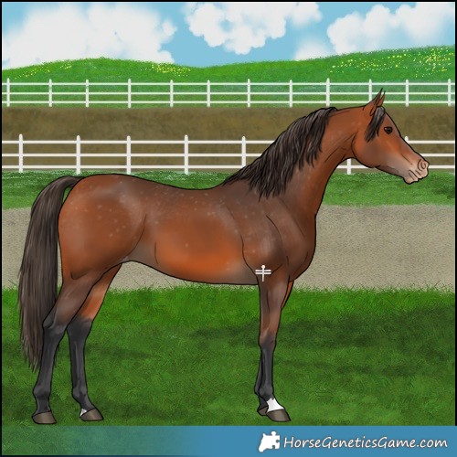 Horse Color:Bay Appaloosa 