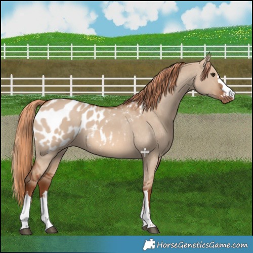 Horse Color:Red Dun Appaloosa 