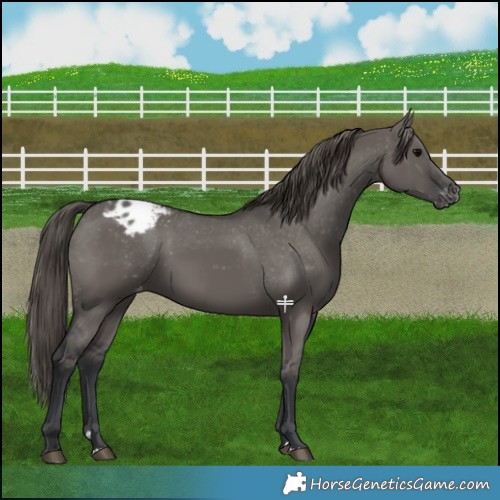 Horse Color:Grullo Blanket 
