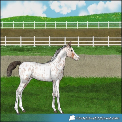 Horse Color:Bay Roan Splash Near Leopard  and Bay Roan Splash Near Leopard 