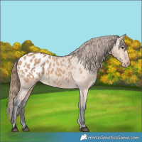 Horse Color:Bay Dun Blanket 