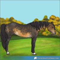 Horse Color:Buckskin