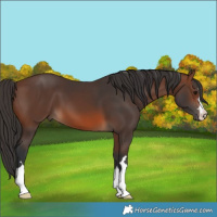 Horse Color:Brown 