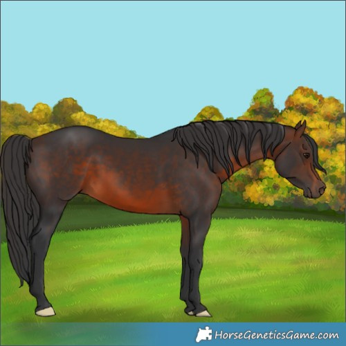 Horse Color:Brown 
