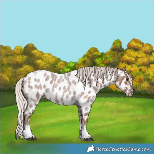 Horse Color:Silver Blue Roan Sabino Appaloosa 