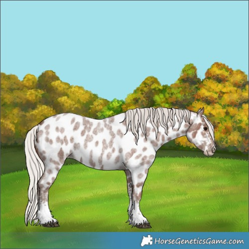 Horse Color:Silver Blue Roan Sabino Near Leopard 