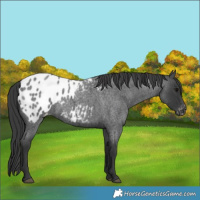 Horse Color:Blue Roan Blanket 