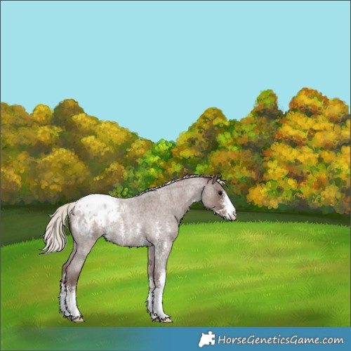 Horse Color:Silver Blue Roan Sabino Appaloosa 
