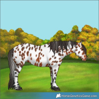 Horse Color:Bay Leopard 