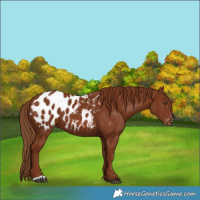 Horse Color:Chestnut Blanket