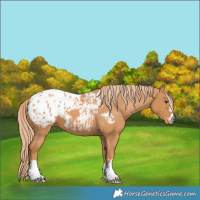 Horse Color:Chestnut Blanket