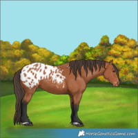 Horse Color:Bay Appaloosa 