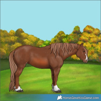 Horse Color:Chestnut Varnish 