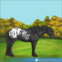 Horse Color:Black Blanket