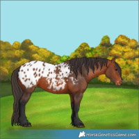 Horse Color:Bay Blanket 