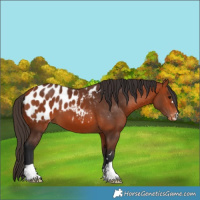 Horse Color:Bay Blanket
