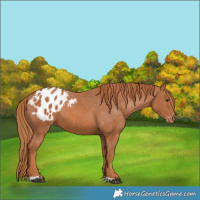 Horse Color:Chestnut Blanket