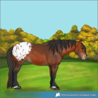 Horse Color:Bay Blanket