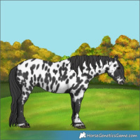 Horse Color:Black Near Leopard