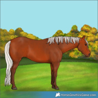 Horse Color:Silver Bay 