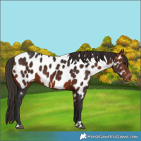 Horse Color:Bay Appaloosa