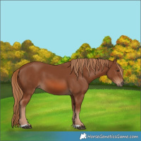Horse Color:Chestnut 