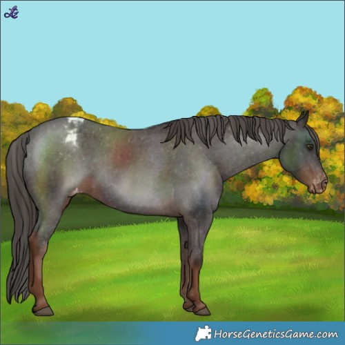 Horse Color:Liver Chestnut Varnish 