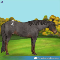 Horse Color:Liver Chestnut Appaloosa
