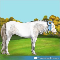 Horse Color:Amber Cream Champagne Roan Tobiano and Silver Smoky Blue Roan Splash Tobiano