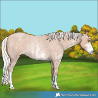 Horse Color:Silver Amber Champagne Roan Sabino Rabicano