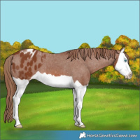 Horse Color:Chestnut Splash Varnish 