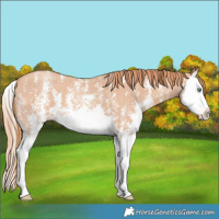 Horse Color:Gold Champagne Sabino Splash 