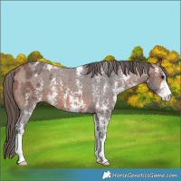 Horse Color:Bay Sabino Varnish 