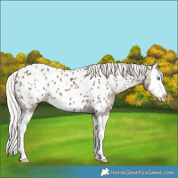 Horse Color:Silver Black Splash Blanket 