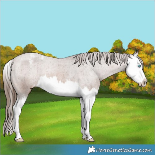 Horse Color:Bay Splash Varnish 