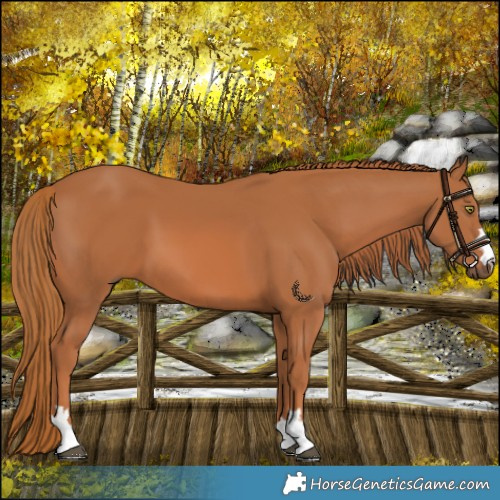 Horse Color:Chestnut 