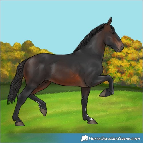 Horse Color:Brown Rabicano 