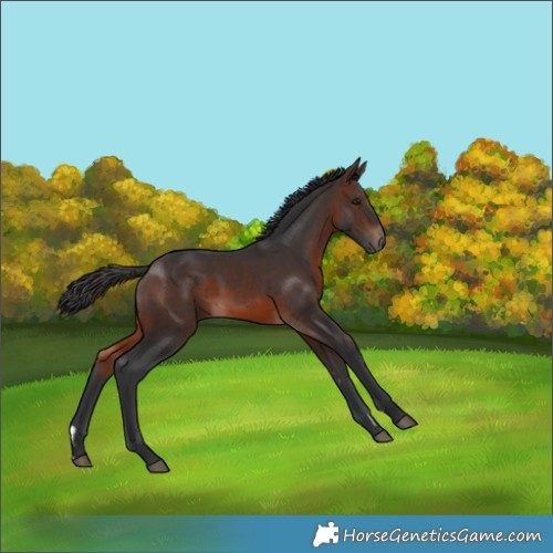 Horse Color:Brown Rabicano