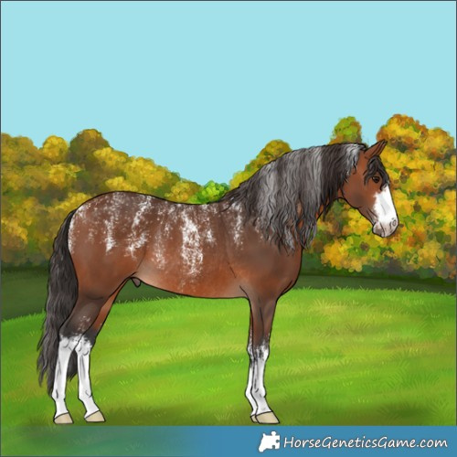 Horse Color:Powder White White Spotted Bay Rabicano 
