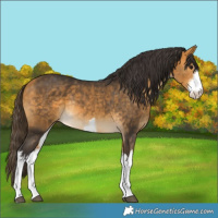 Horse Color:White Spotted Buckskin Rabicano 