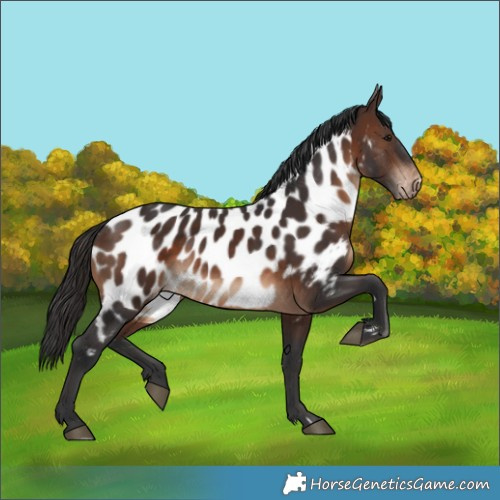 Horse Color:Brown Near Leopard Rabicano 