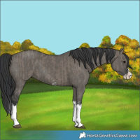 Horse Color:Grullo Sabino Splash  and Grullo Sabino Splash 