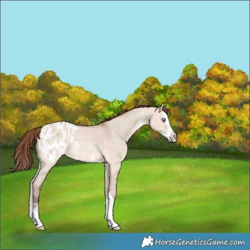 Horse Color:Amber Champagne Dun Sabino Splash Blanket 