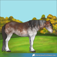 Horse Color:White Spotted Bay