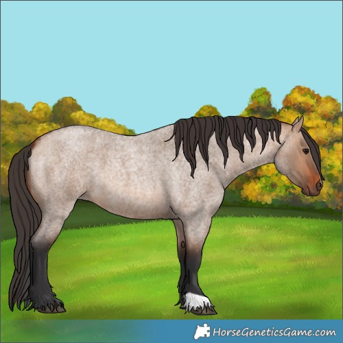 Horse Color:Bay Roan Dun 